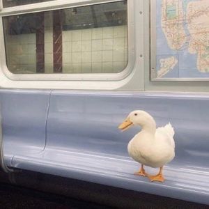 Meet your Posher, Zeffy